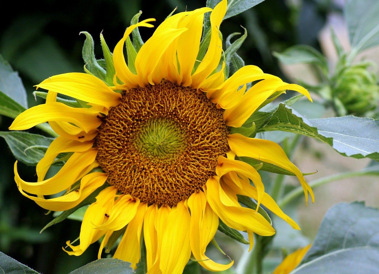 sunflower, nature, flower, yellow, botany, flora, sunny, natural, summer, bloom, blossom, garden, leaf, agriculture, ecology, season, pleasant, field, day, ornamental plant